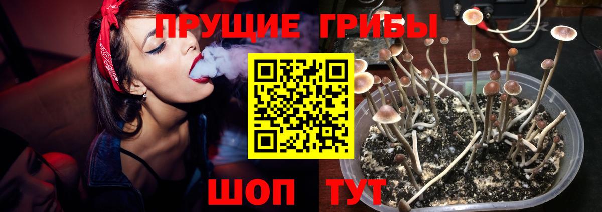 Псилоцибиновые грибы Magic Shrooms Курчалой